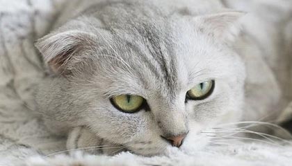 最新公积金卡提取现金方法app方法分析(最方便真实的公积金卡怎样从手机里取出来?方法)