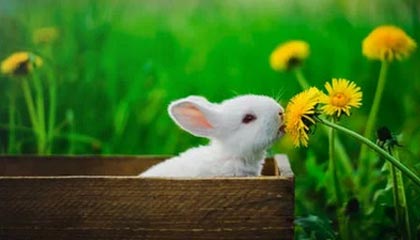 最新公积金卡提取现金方法app方法分析(最方便真实的公积金卡怎样从手机里取出来?方法)